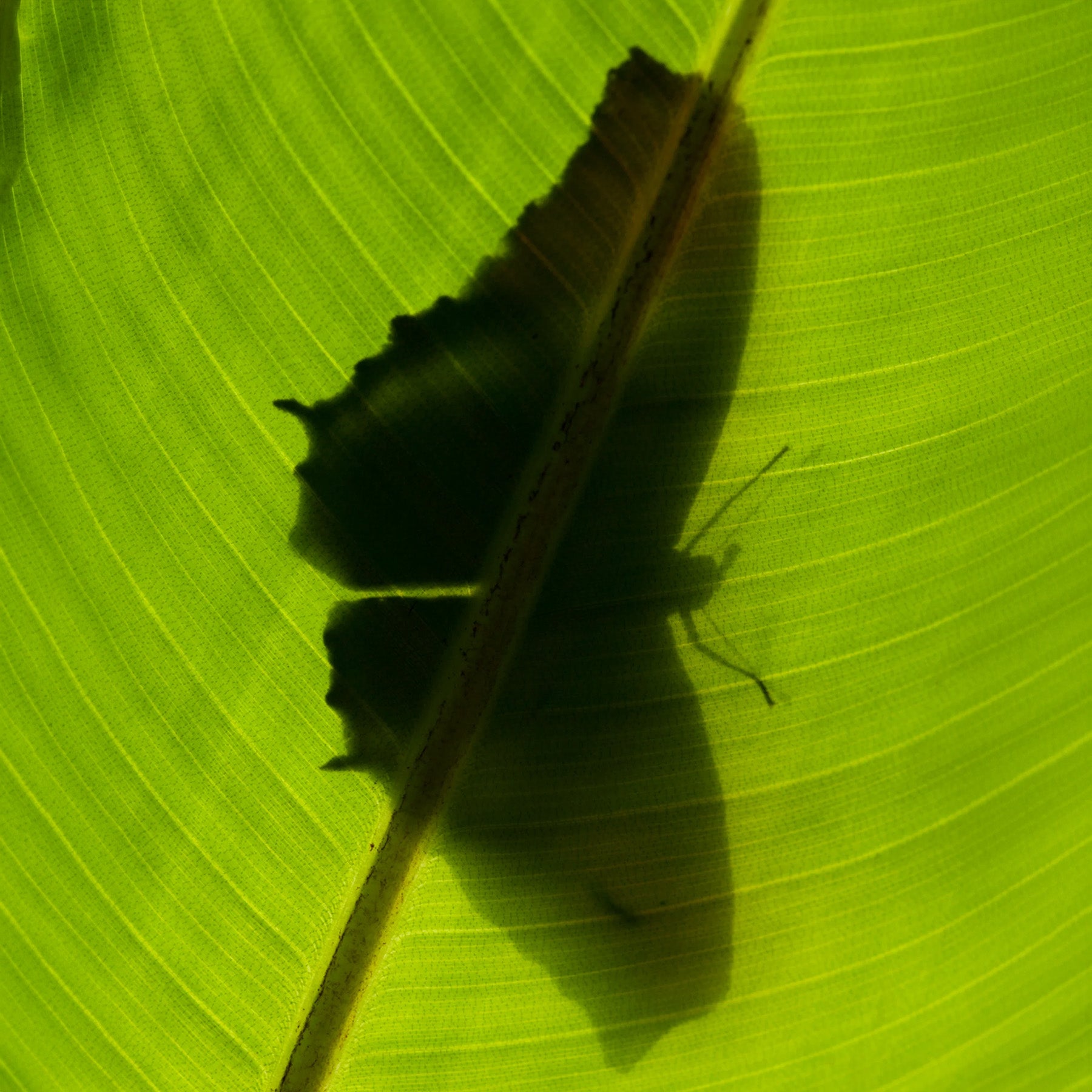 Banana Leaf Candle