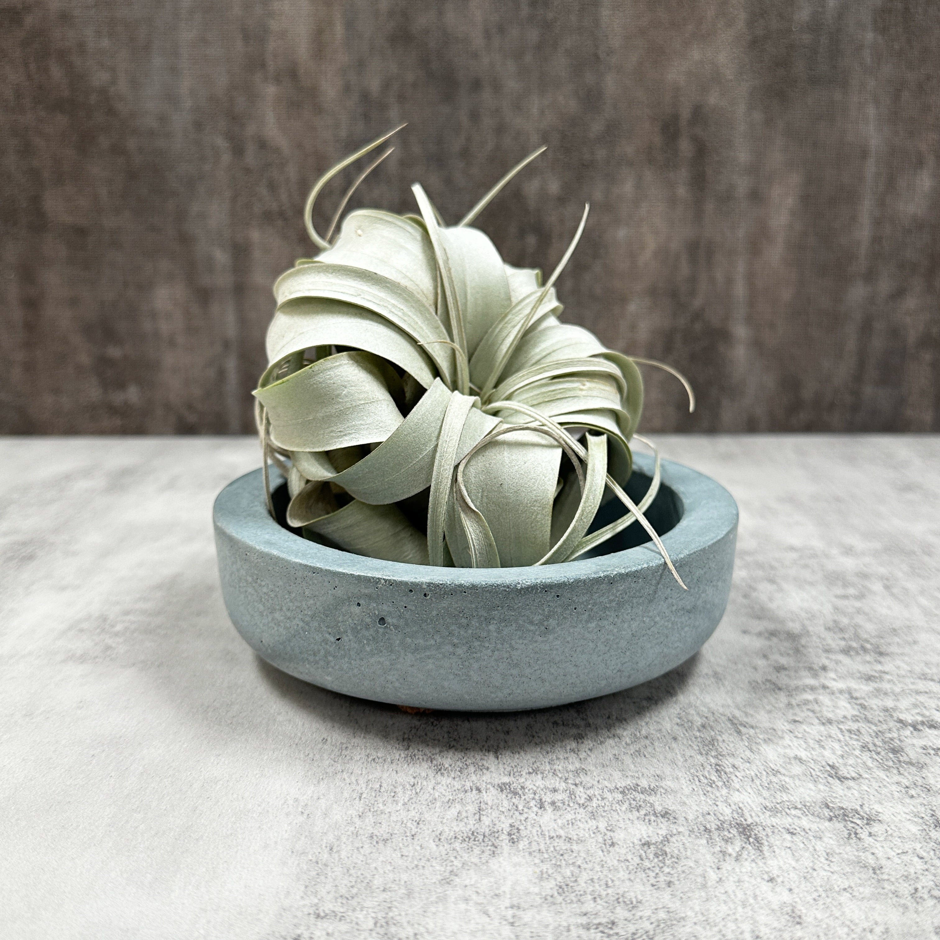 Catalina Bowl - Concrete
