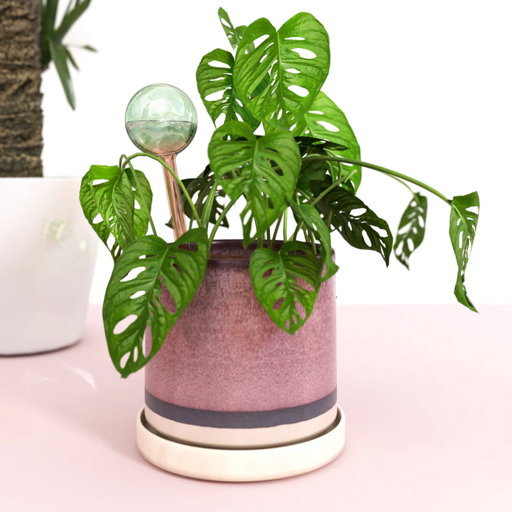 Self Watering Plant Globe