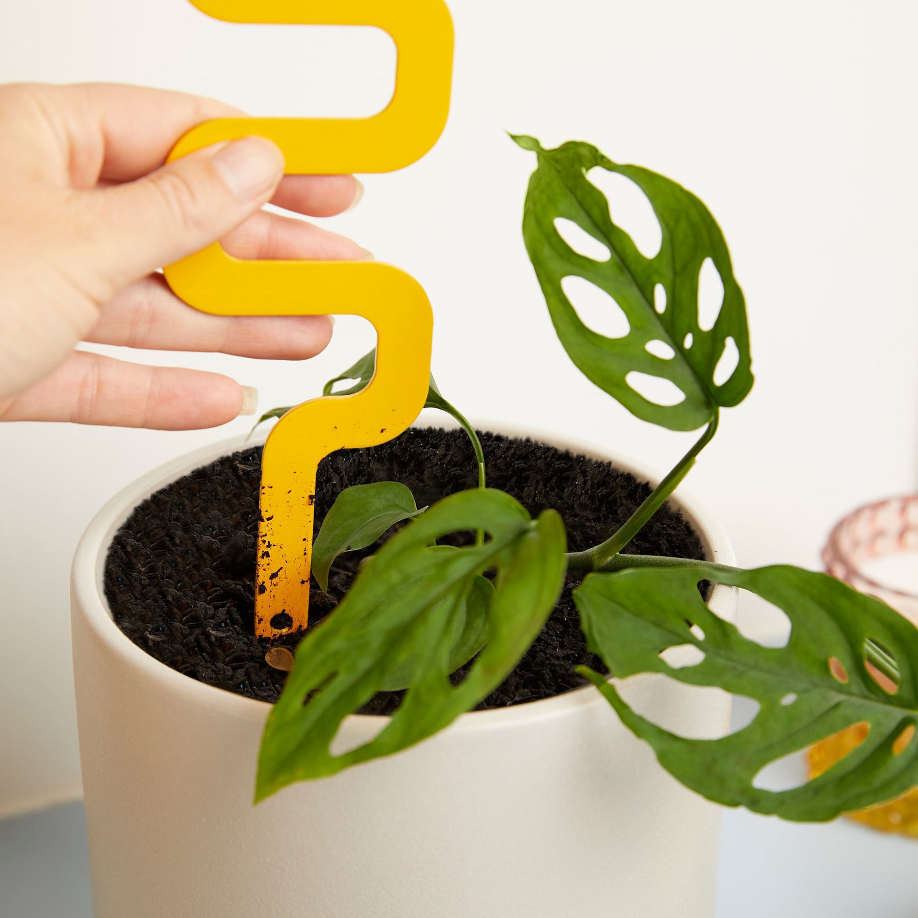Houseplant Grow Pole