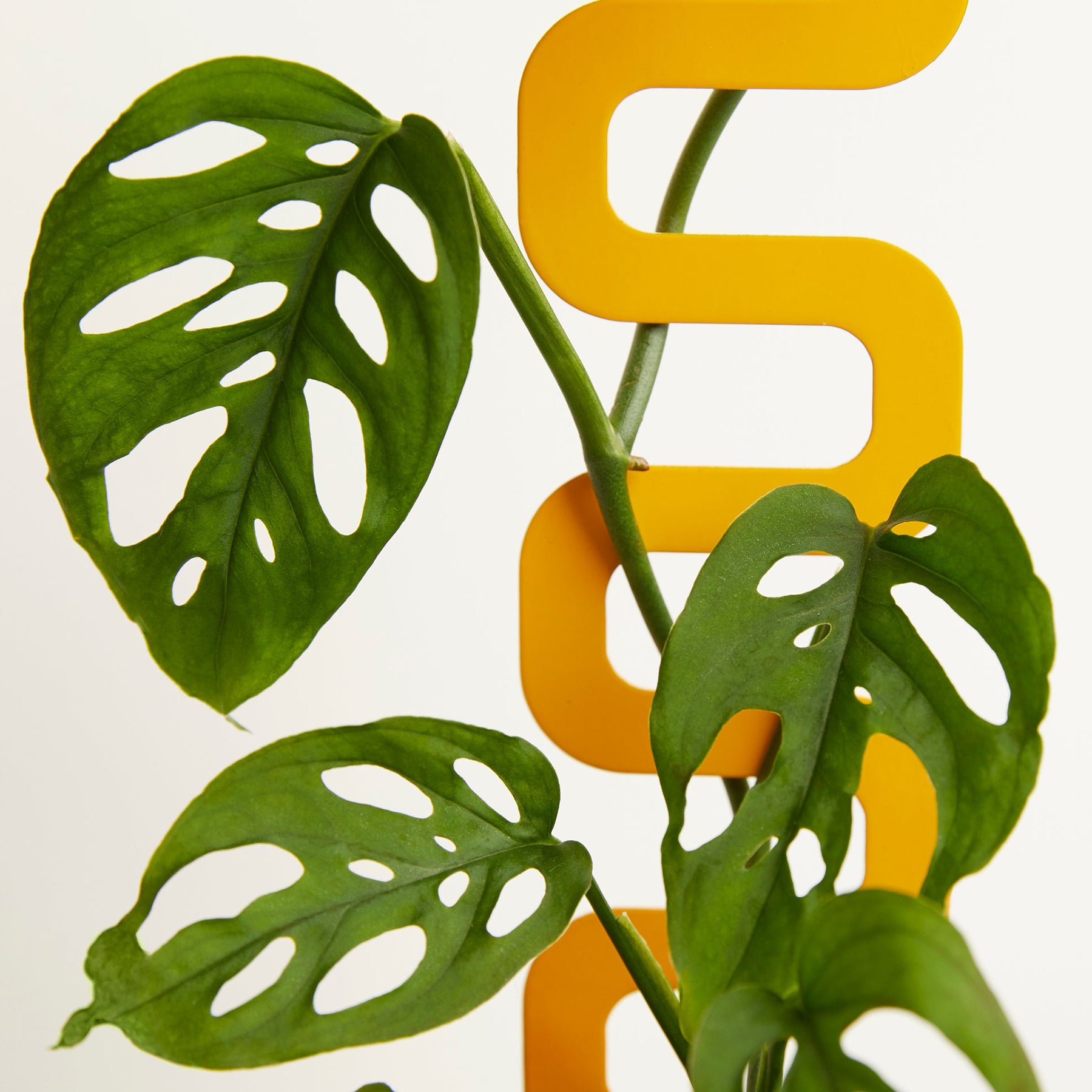 Houseplant Grow Pole