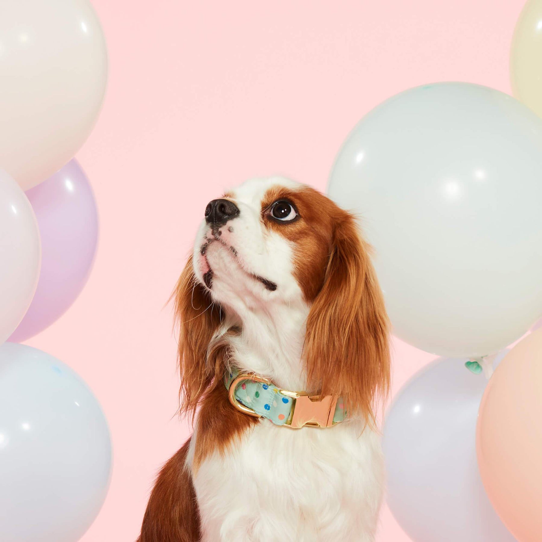 Confetti Dog Collar - Final Sale
