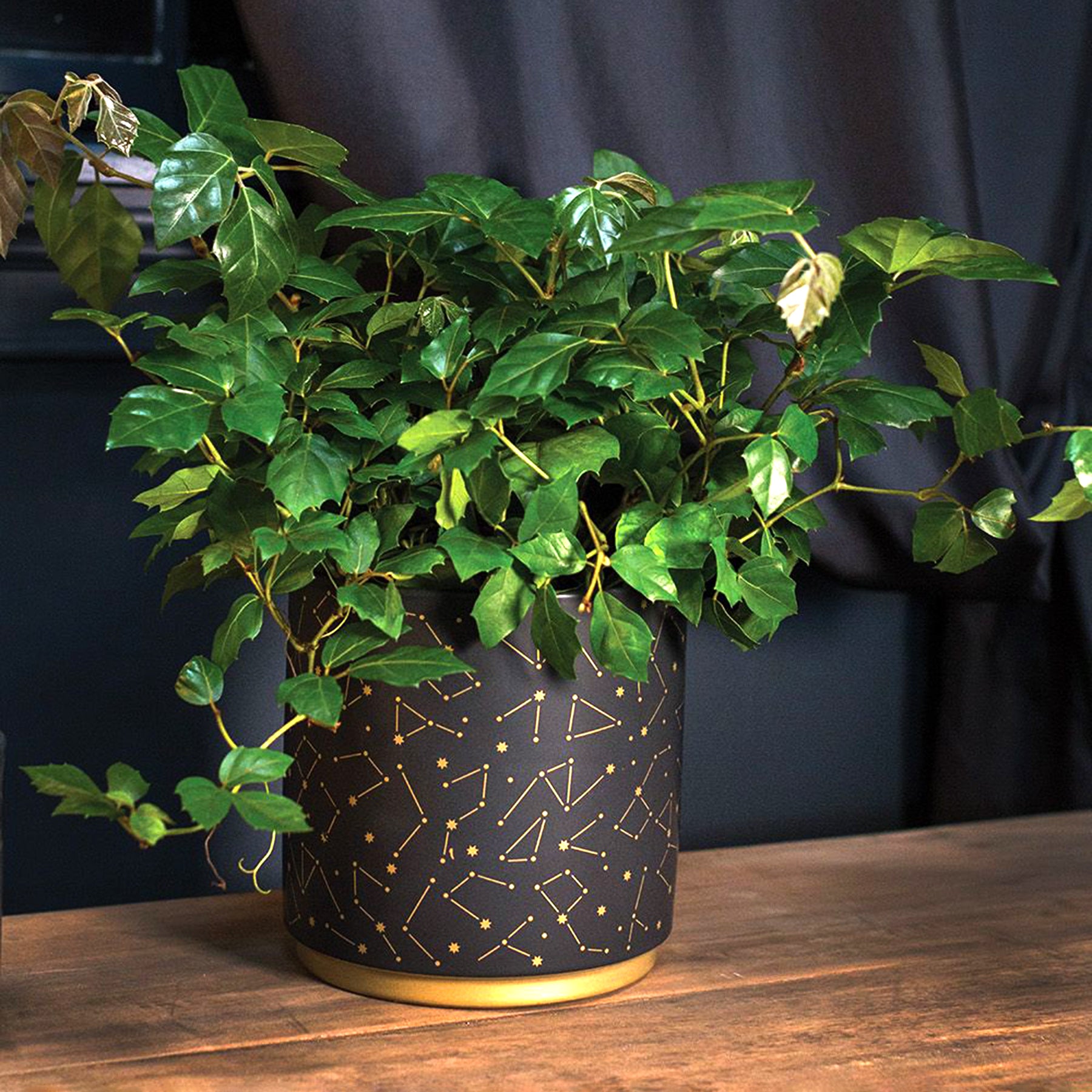 Constellations Garden Pot