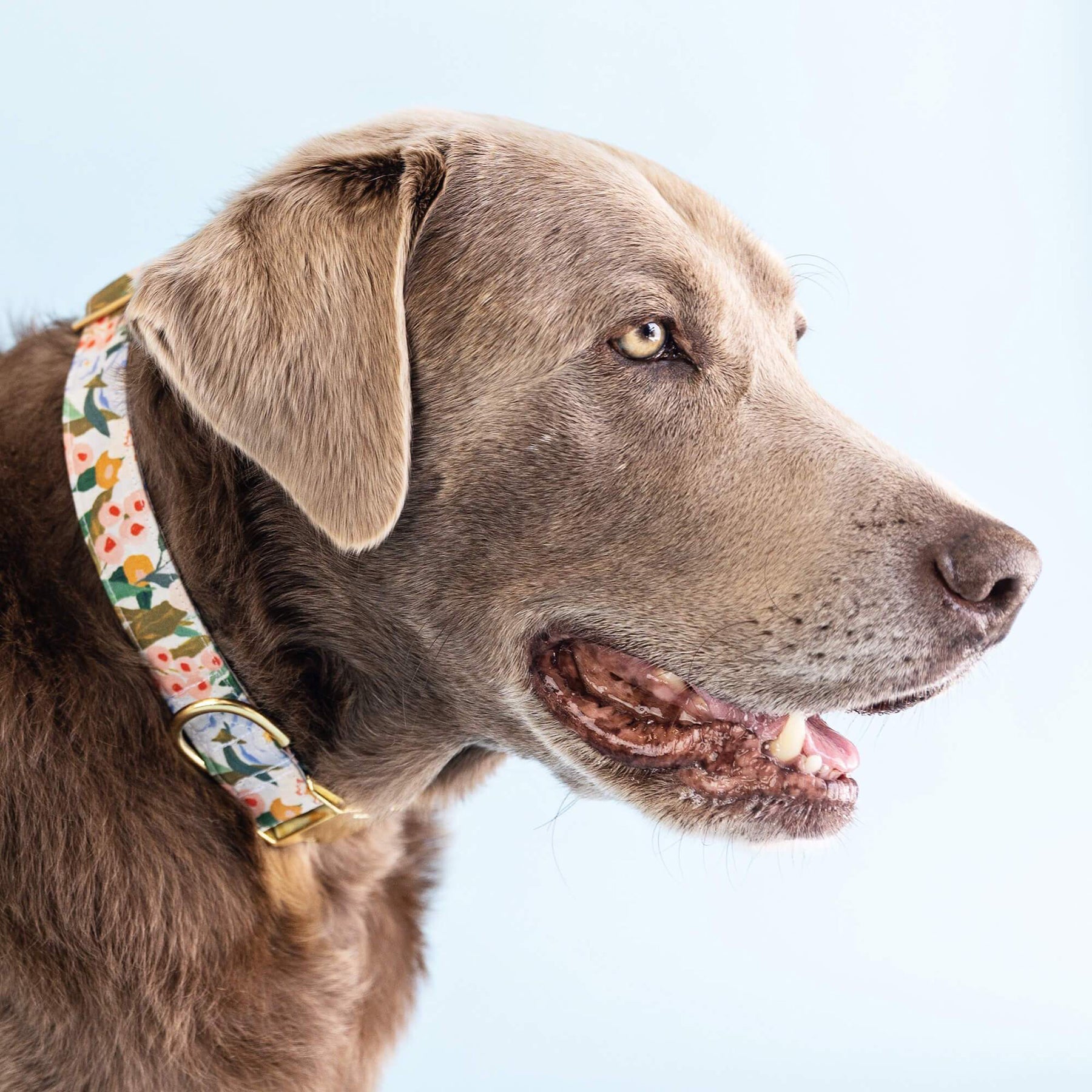 Growing Garden Dog Collar - Final Sale