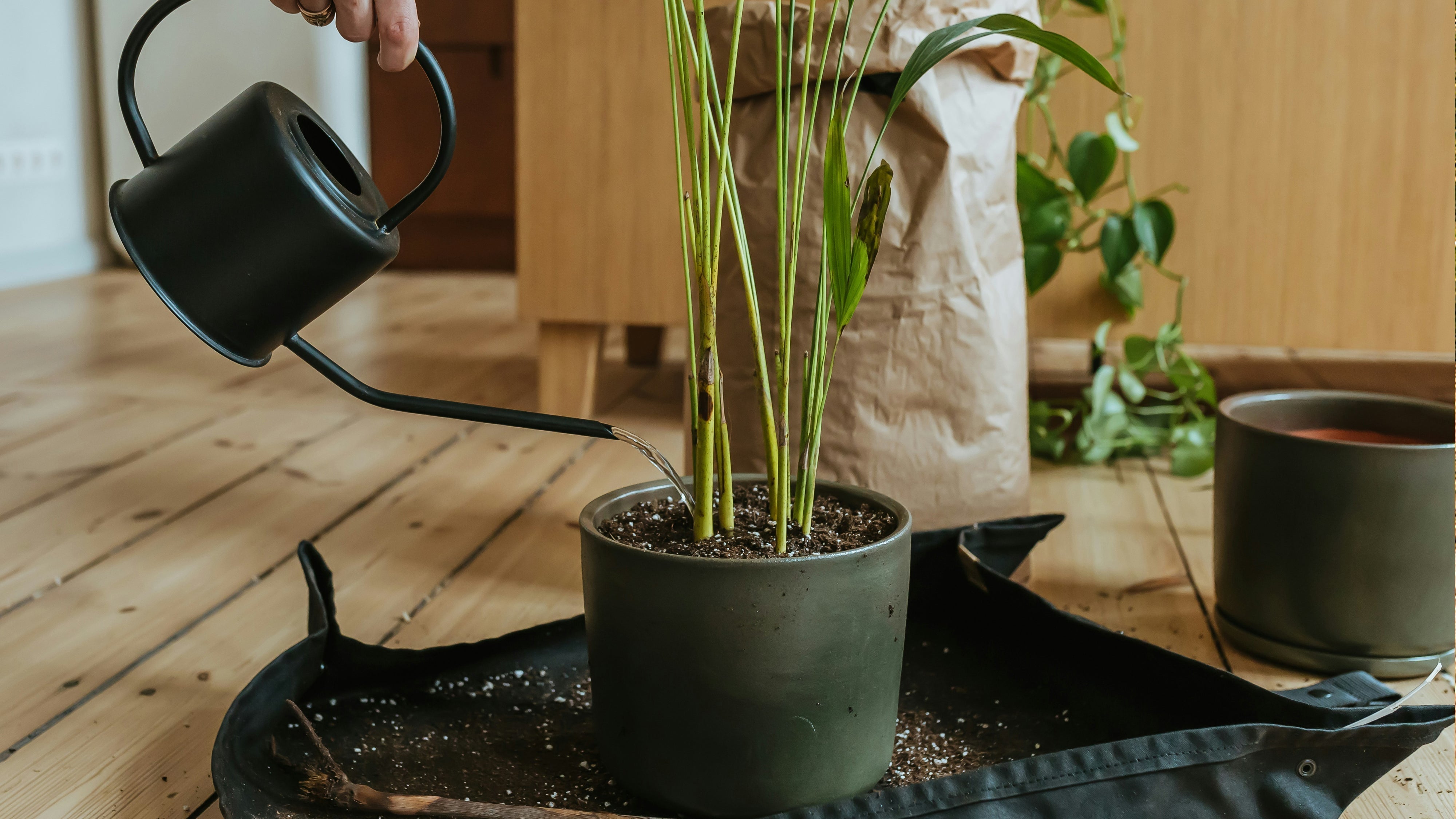 How to Keep Your Plants Alive (and Thriving)