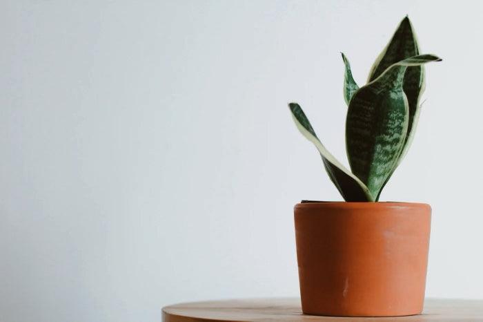 The 5 Things You're Doing Wrong with Your Houseplants (And How to Fix It!)