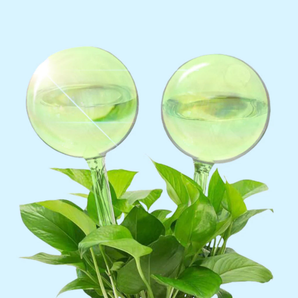 Self Watering Plant Globe