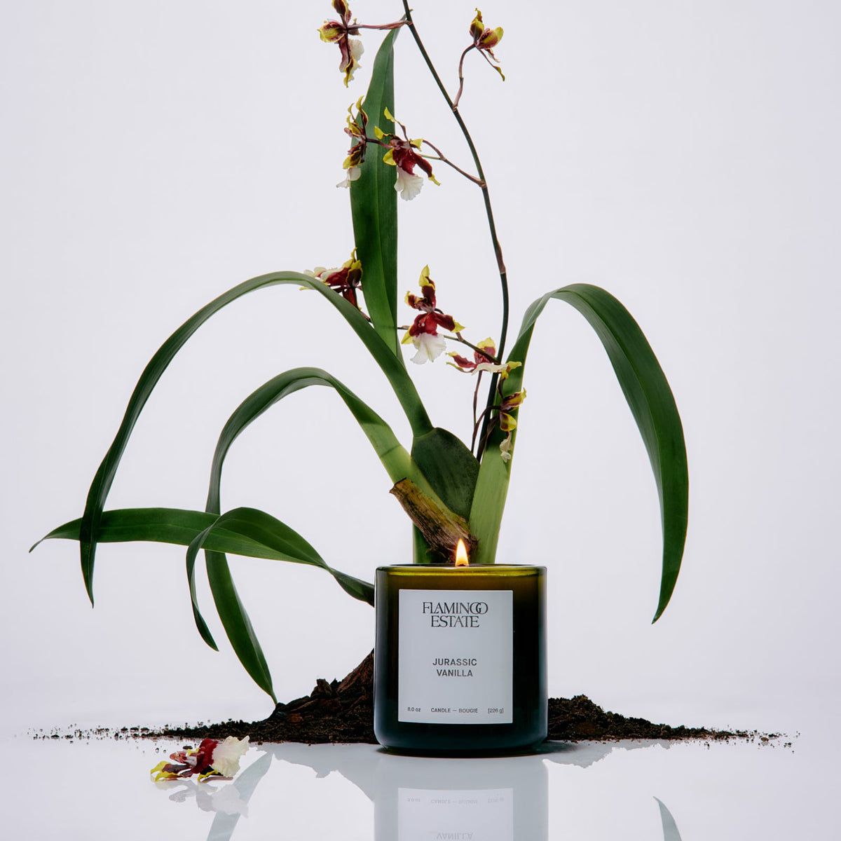 image of the jurassic vanilla candle with an orchid behind.